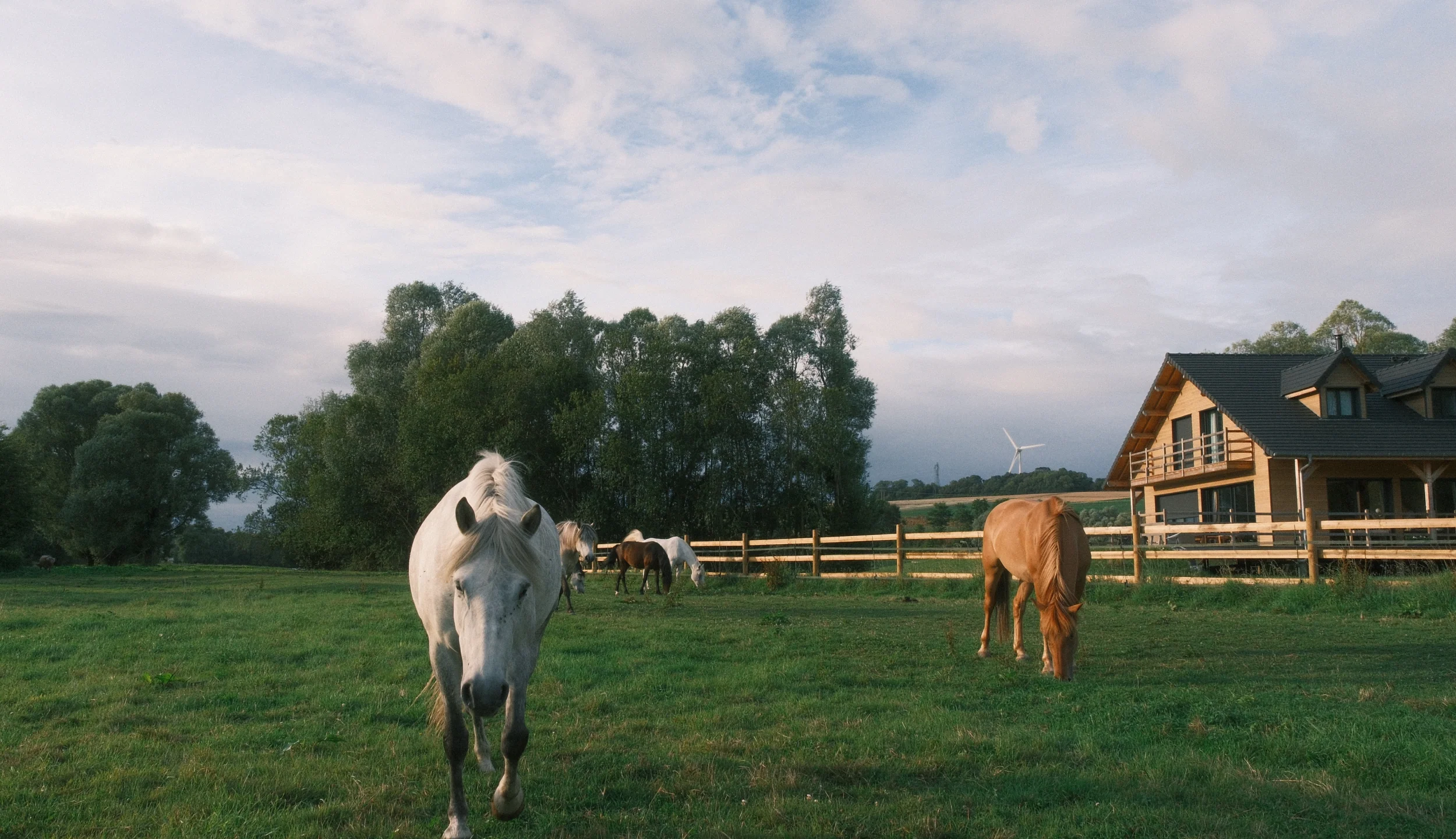 Cheval blanc et chevaux paissant devant une maison en bois