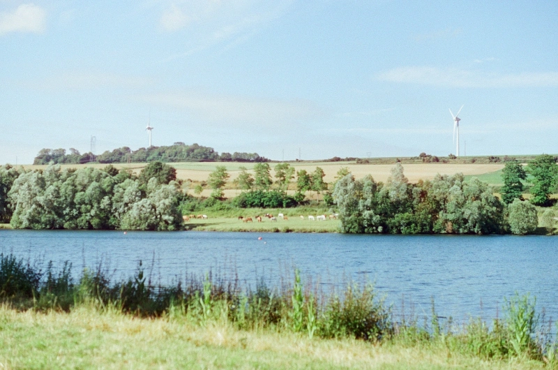 Pond bank with horses in a meadow in the distance