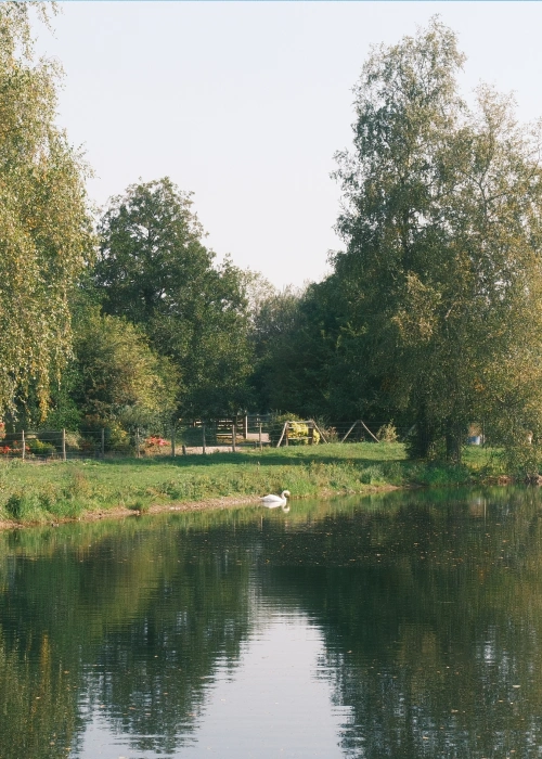 Pond with a white swan on the water and tall lush trees