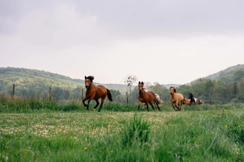 Horses running free