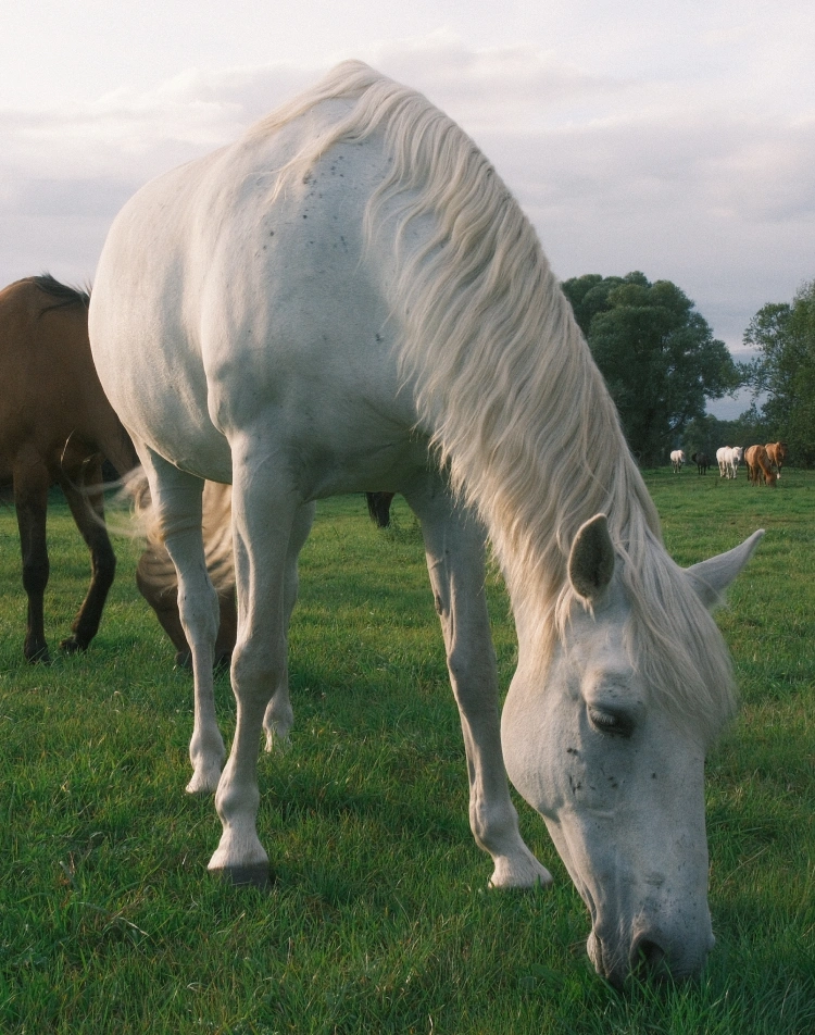 Cheval blanc broutant l'herbe au sein d'un troupeau