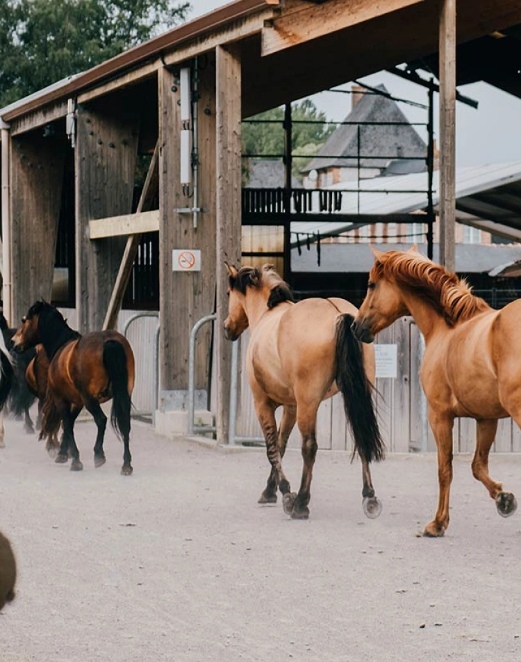 Chevaux en file devant les écuries du domaine