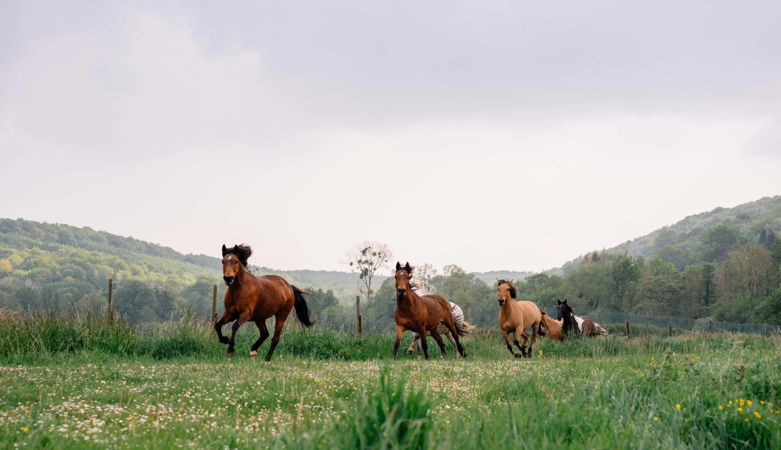 Plusieurs chevaux au galop dans un pré devant les collines