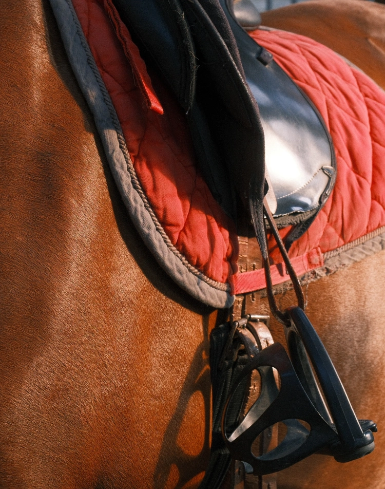 Selle d'équitation et tapis rouge sur le dos d'un cheval bai
