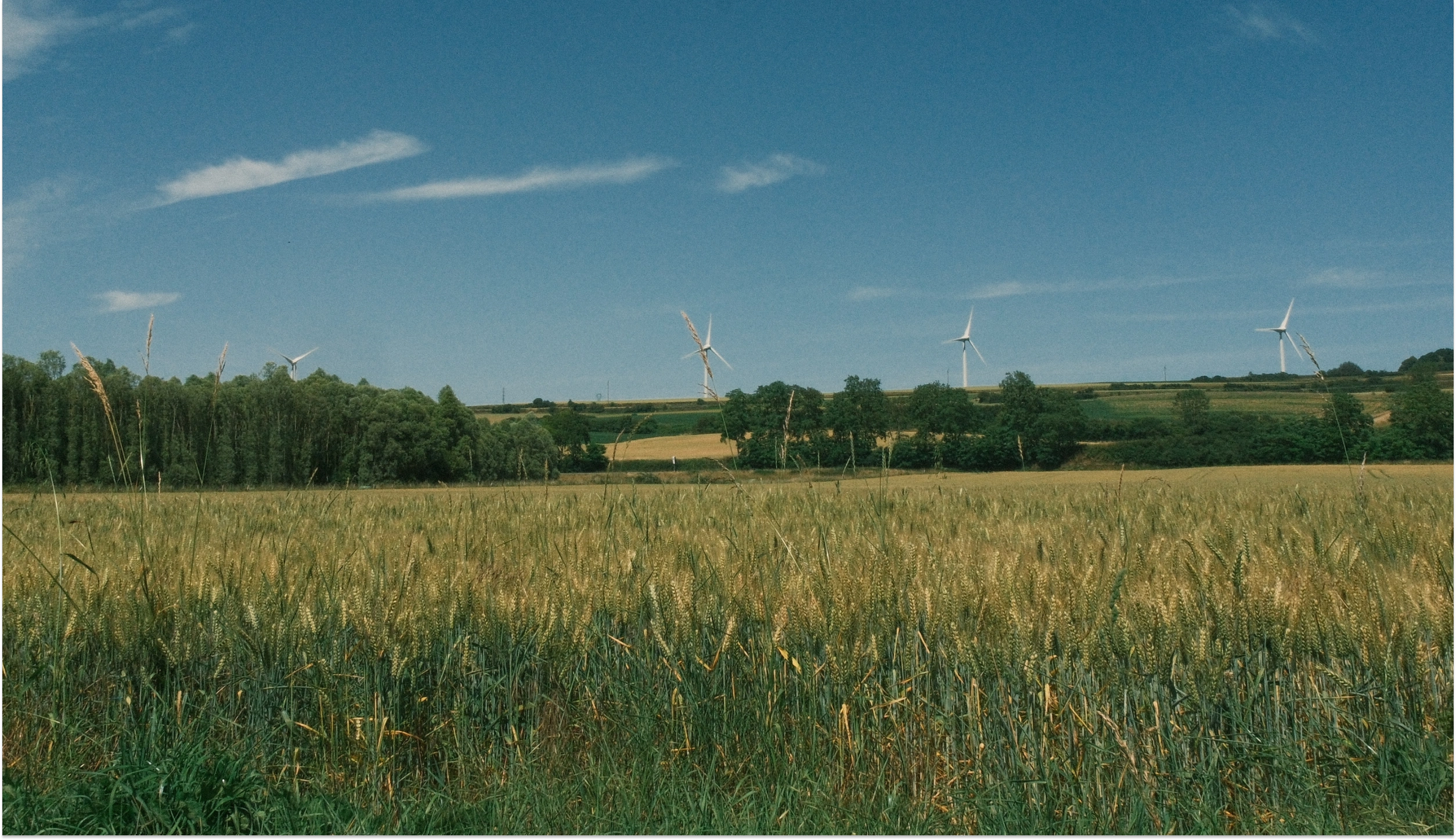Wheat field with wind turbines on the horizon under a blue sky
