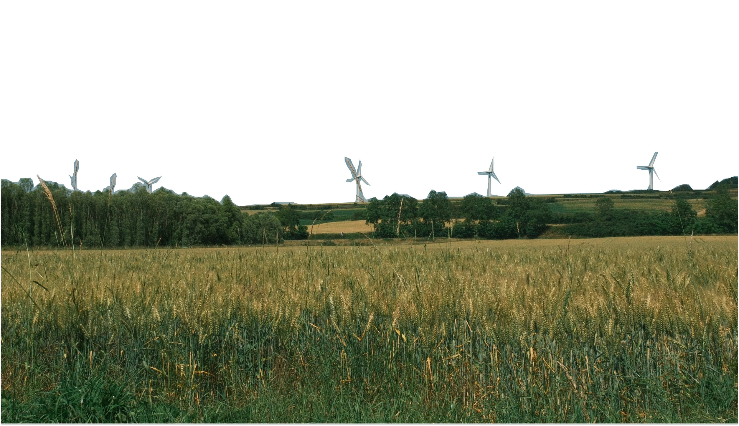 Wheat field with wind turbines on the horizon