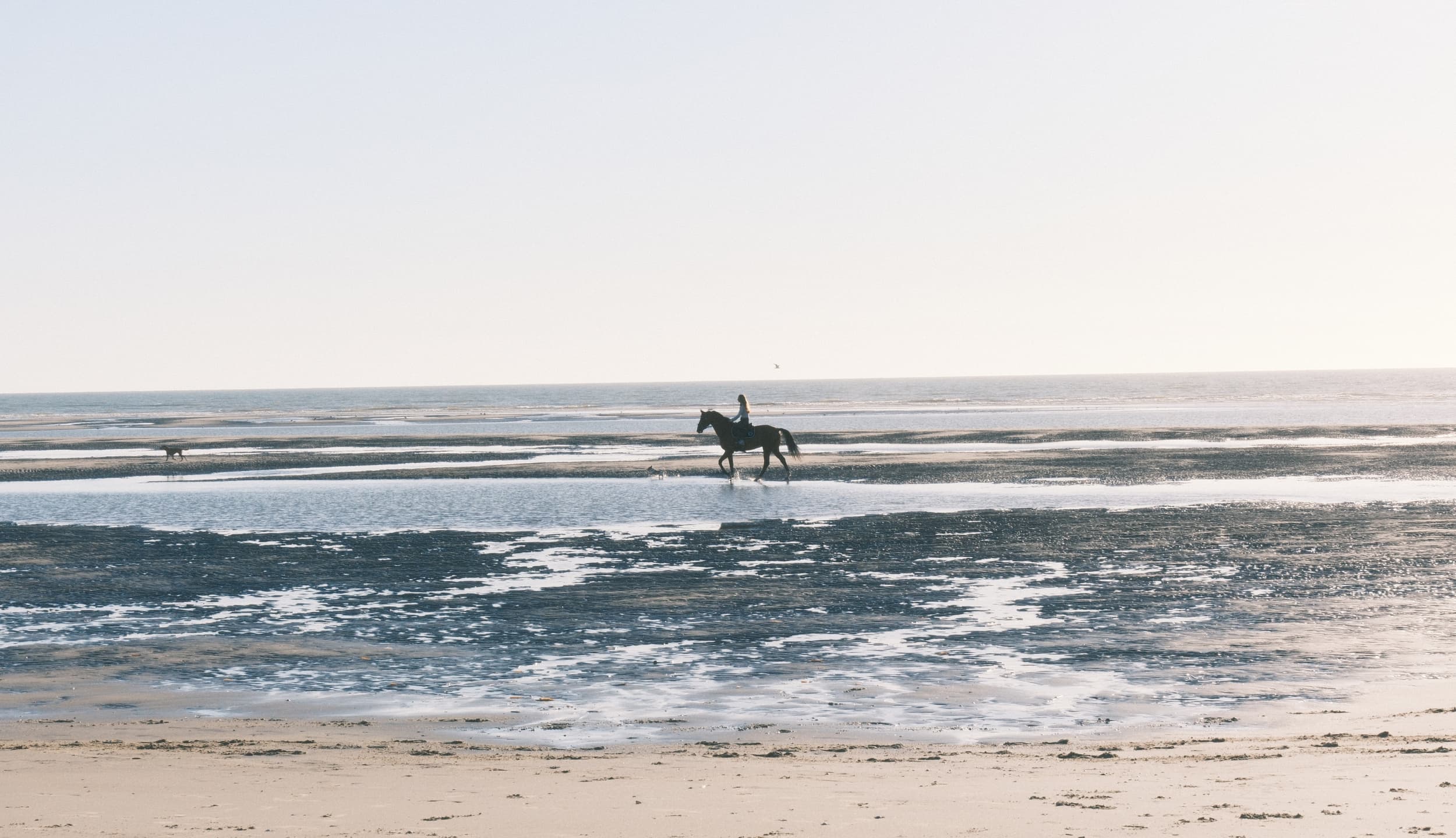 A horsewoman, her horse and her dog on the beach at low tide in the bay