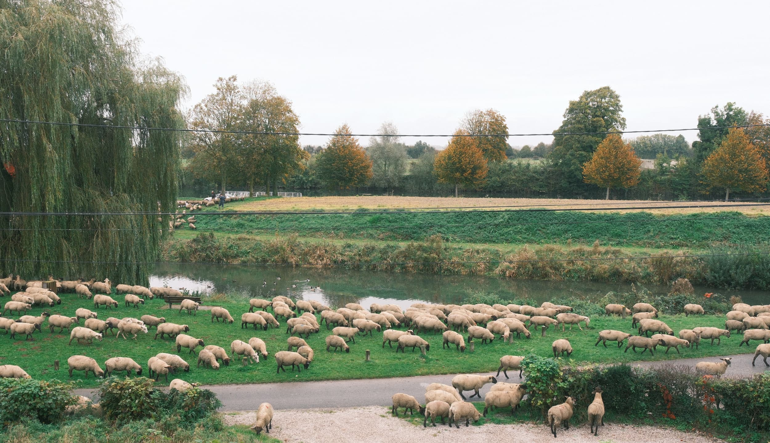 Flock of sheep grazing in a meadow bordered by a stream and trees