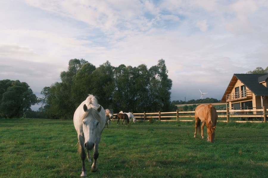 Horses roaming free on the estate in front of the Canadian house