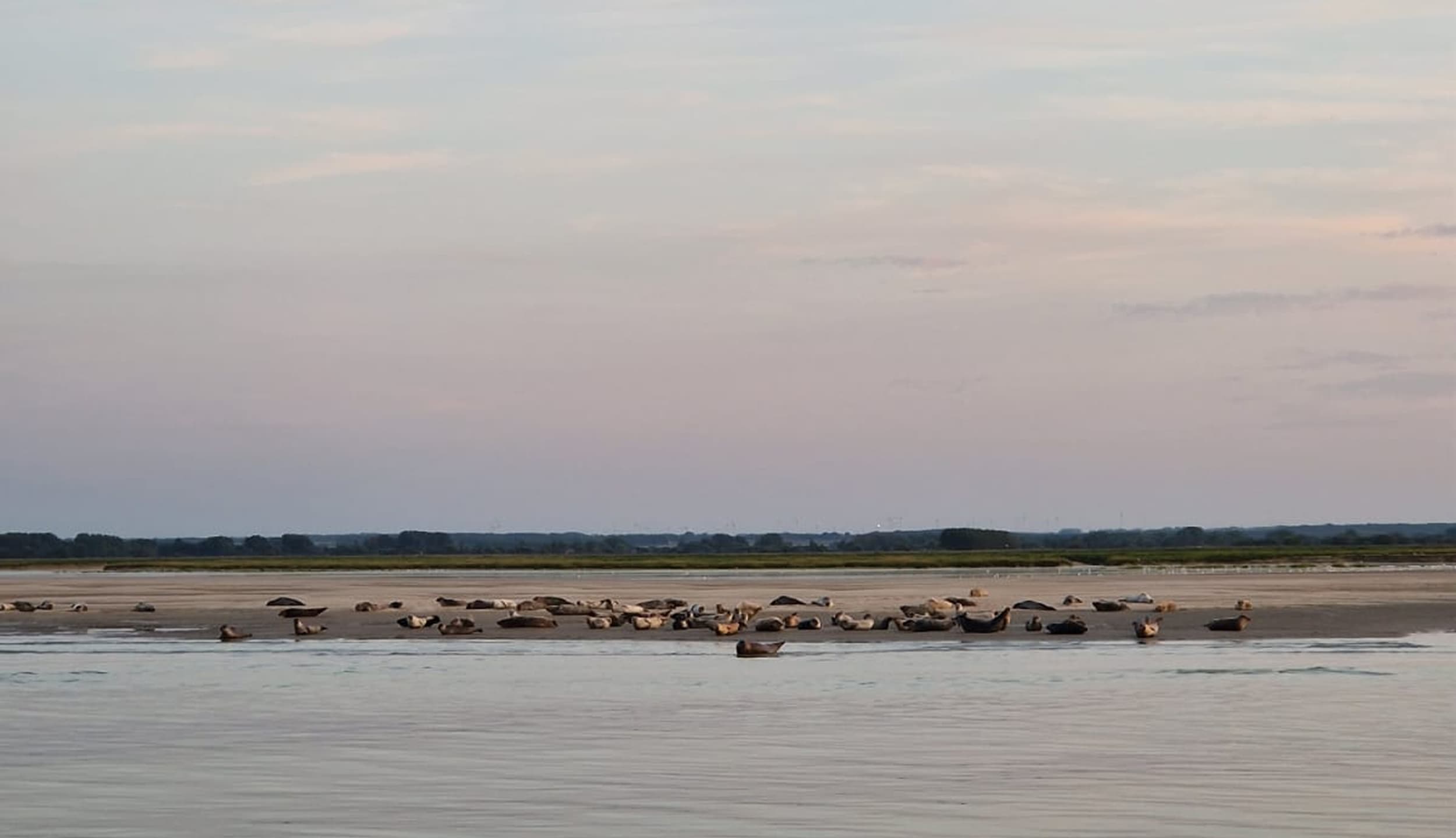 The seals of the Baie de Somme on a sandbank